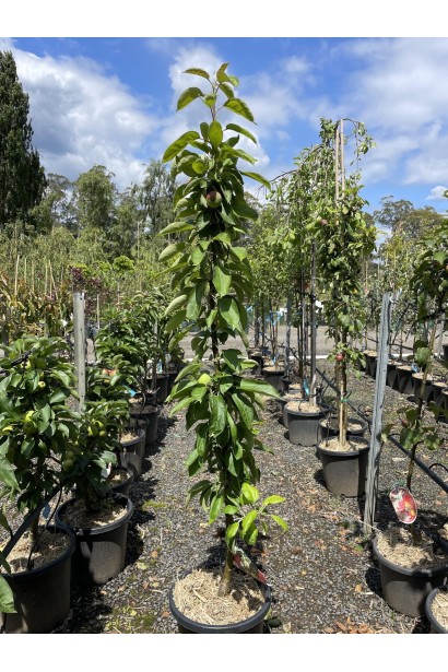 Яблоня колоновидная Титания в контейнере